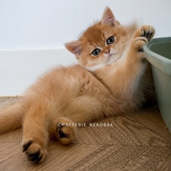 Valaris 🐅 Mâle British Shorthair