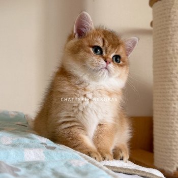 chaton British Shorthair black golden shaded Valaris 🐅 Chatterie Nekobaa