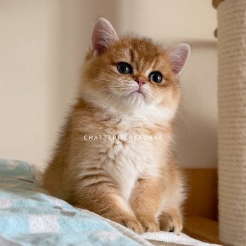 chaton British Shorthair black golden shaded Valaris 🐅 Chatterie Nekobaa
