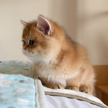 chaton British Shorthair black golden shaded Valaris 🐅 Chatterie Nekobaa