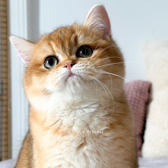 Auguste Valaris Mâle British Shorthair