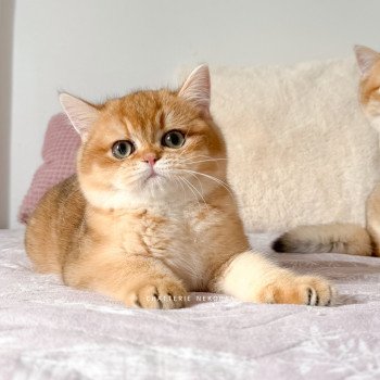 chaton British Shorthair black golden shaded Auguste Valaris 🐅 Chatterie Nekobaa