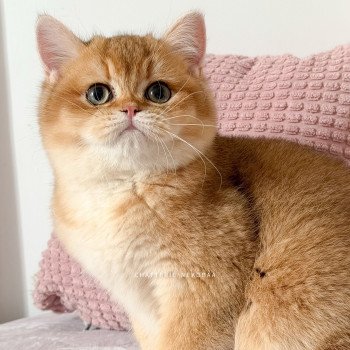 chaton British Shorthair black golden shaded Auguste Valaris 🐅 Chatterie Nekobaa