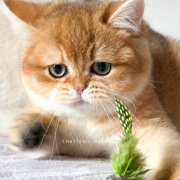 chaton British Shorthair black golden shaded Auguste Valaris 🐅 Chatterie Nekobaa