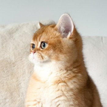 chaton British Shorthair black golden shaded Auguste Valaris 🐅 Chatterie Nekobaa