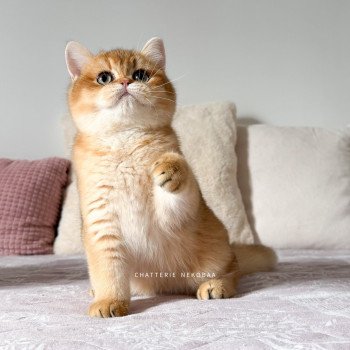 chaton British Shorthair black golden shaded Auguste Valaris 🐅 Chatterie Nekobaa