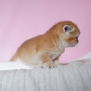 chaton British Shorthair black golden shell Vanilla Chatterie Nekobaa