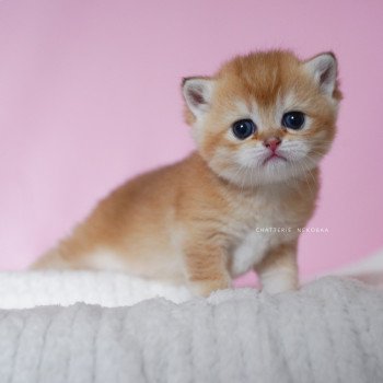 chaton British Shorthair black golden shell Vanilla Chatterie Nekobaa