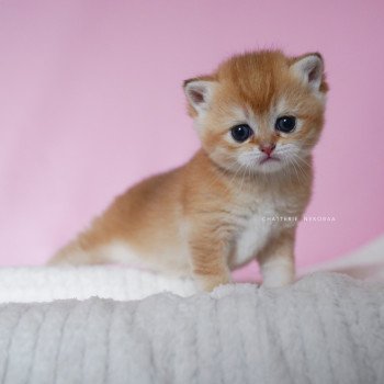 chaton British Shorthair black golden shell Vanilla Chatterie Nekobaa