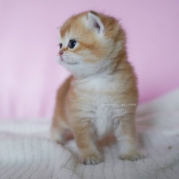 chaton British Shorthair black golden shell Vanilla Chatterie Nekobaa