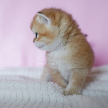 chaton British Shorthair black golden shell Vanilla Chatterie Nekobaa
