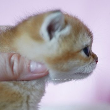 chaton British Shorthair black golden shell Vanilla Chatterie Nekobaa