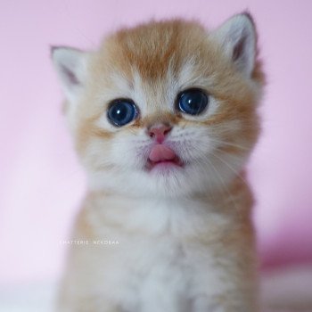 chaton British Shorthair black golden shell Vanilla Chatterie Nekobaa