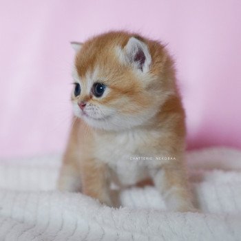 chaton British Shorthair black golden shell Vanilla Chatterie Nekobaa
