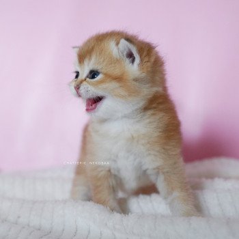 chaton British Shorthair black golden shell Vanilla Chatterie Nekobaa