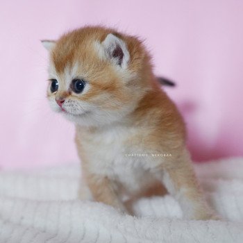 chaton British Shorthair black golden shell Vanilla Chatterie Nekobaa