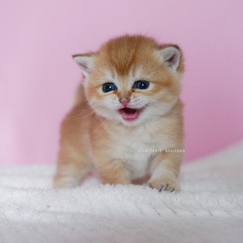 chaton British Shorthair black golden shell Vanilla Chatterie Nekobaa