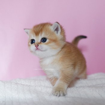 chaton British Shorthair black golden shell Vanilla Chatterie Nekobaa