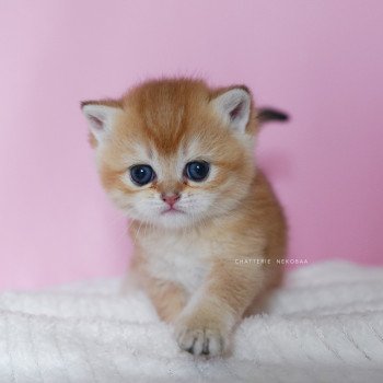 chaton British Shorthair black golden shell Vanilla Chatterie Nekobaa