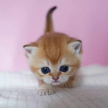 chaton British Shorthair black golden shell Vanilla Chatterie Nekobaa