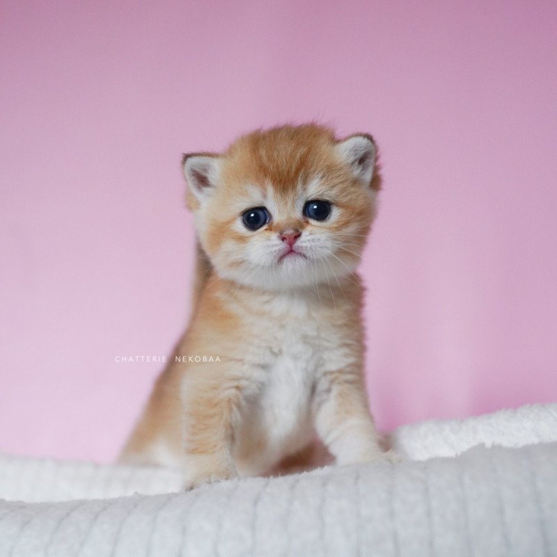 Vanille Coco Femelle British Shorthair