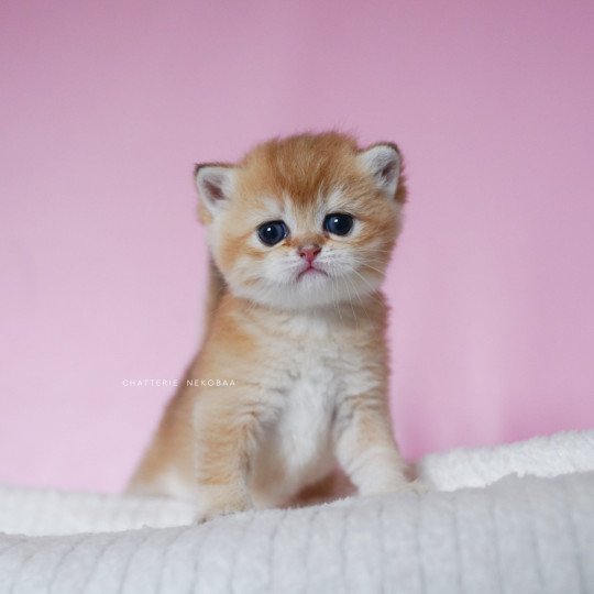 Vanille Coco Femelle British Shorthair