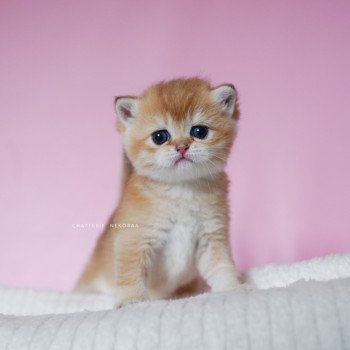 chaton British Shorthair black golden shell Vanilla Chatterie Nekobaa