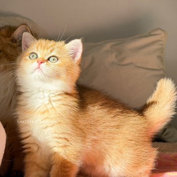 chaton British Shorthair black golden shaded Vanille Coco Chatterie Nekobaa