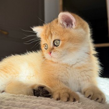 chaton British Shorthair black golden shaded Vanille Coco Chatterie Nekobaa