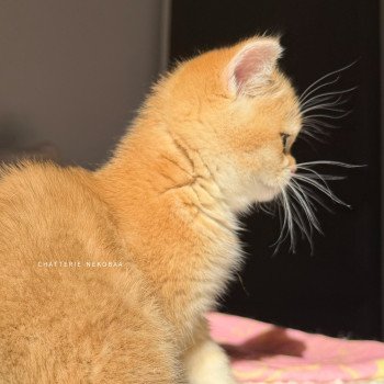 chaton British Shorthair black golden shaded Vanille Coco Chatterie Nekobaa