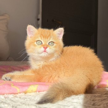 chaton British Shorthair black golden shaded Vanille Coco Chatterie Nekobaa