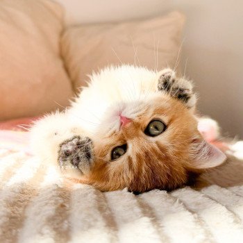 chaton British Shorthair black golden shaded Vanille Coco Chatterie Nekobaa