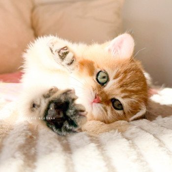 chaton British Shorthair black golden shaded Vanille Coco Chatterie Nekobaa