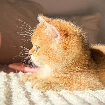 chaton British Shorthair black golden shaded Vanille Coco Chatterie Nekobaa