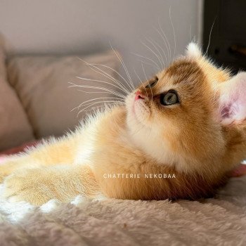 chaton British Shorthair black golden shaded Vanille Coco Chatterie Nekobaa