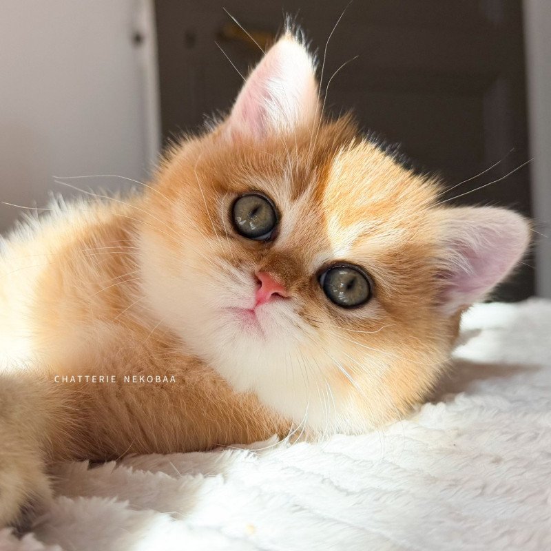 Vanille Coco Femelle British Shorthair