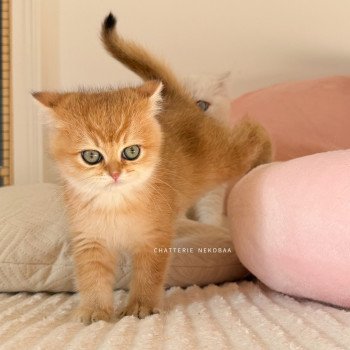 chaton British Shorthair black golden shaded Vanille Coco Chatterie Nekobaa