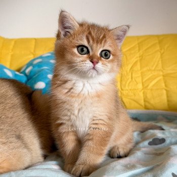 chaton British Shorthair black golden shaded Vanille Coco 🥥 Chatterie Nekobaa