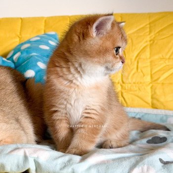 chaton British Shorthair black golden shaded Vanille Coco 🥥 Chatterie Nekobaa