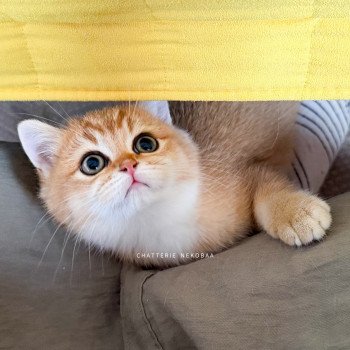 chaton British Shorthair black golden shaded Vanille Coco 🥥 Chatterie Nekobaa