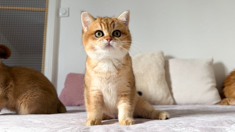 Alba Vanille Coco Femelle British Shorthair