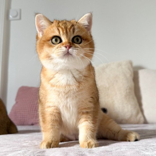 Alba Vanille Coco Femelle British Shorthair