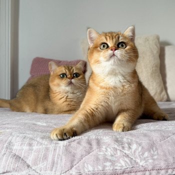 chaton British Shorthair black golden shaded Alba Vanille Coco 🥥 Chatterie Nekobaa