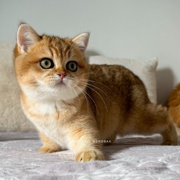 chaton British Shorthair black golden shaded Alba Vanille Coco 🥥 Chatterie Nekobaa