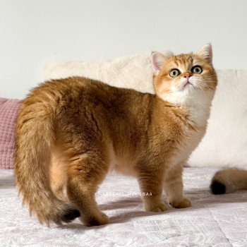 chaton British Shorthair black golden shaded Alba Vanille Coco 🥥 Chatterie Nekobaa