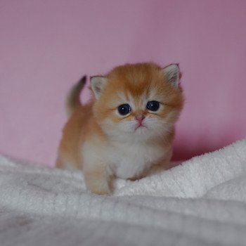 chaton British Shorthair black golden shaded Vashni Chatterie Nekobaa