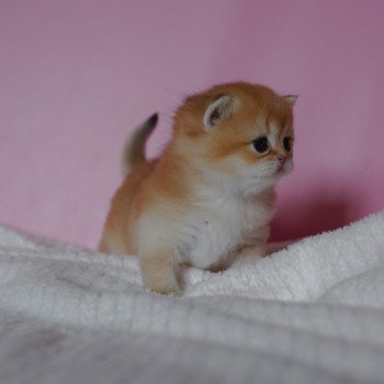 chaton British Shorthair black golden shaded Vashni Chatterie Nekobaa