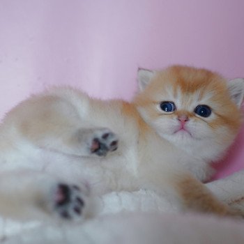 chaton British Shorthair black golden shaded Vashni Chatterie Nekobaa