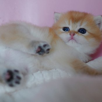 chaton British Shorthair black golden shaded Vashni Chatterie Nekobaa