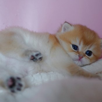 chaton British Shorthair black golden shaded Vashni Chatterie Nekobaa